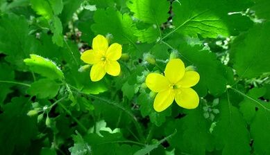 Celandine για τη θεραπεία των μανιταριών στα νύχια