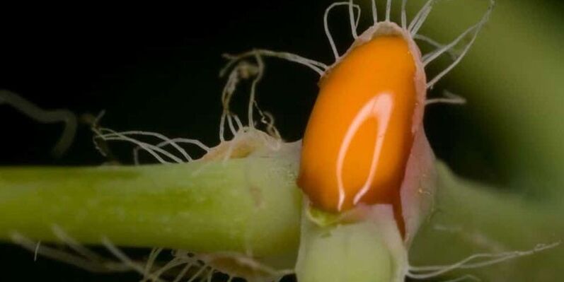 Χυμός Celandine για τη θεραπεία του μύκητα των νυχιών